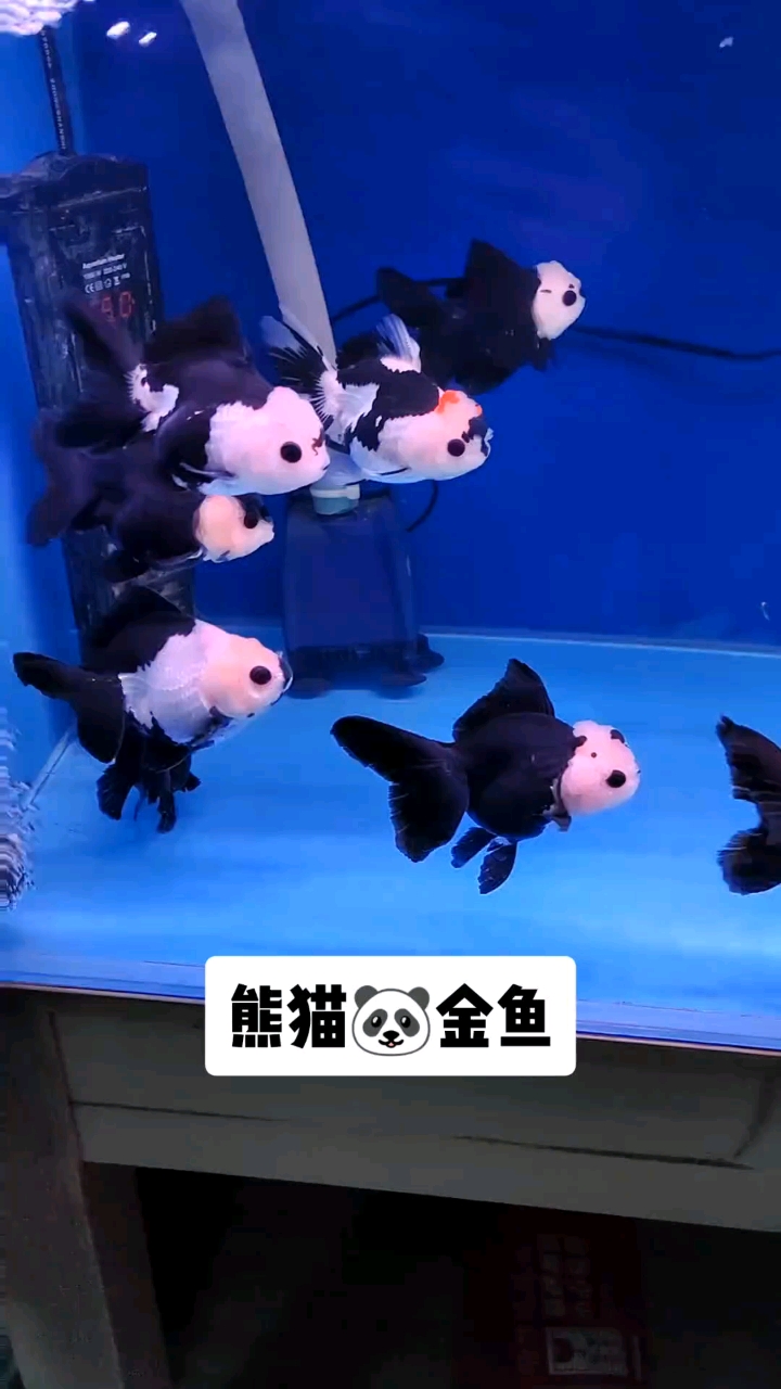 好可爱的熊猫金鱼 想不想要养几只