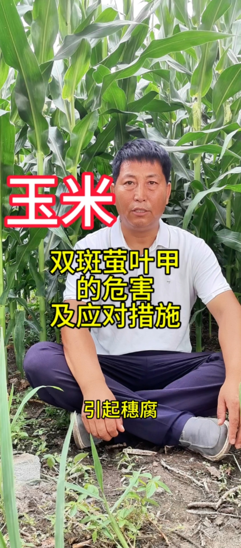 玉米病虫害不容忽视,双斑萤叶甲的防治措施