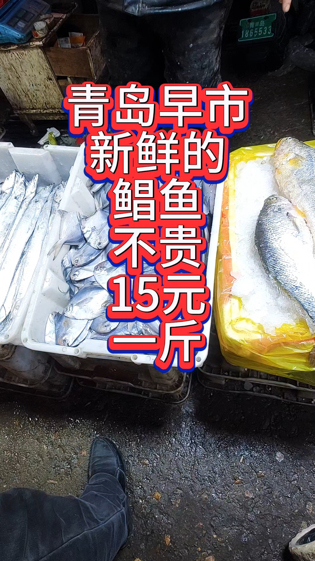 青岛早市，新鲜的鲳鱼不贵，15元一斤