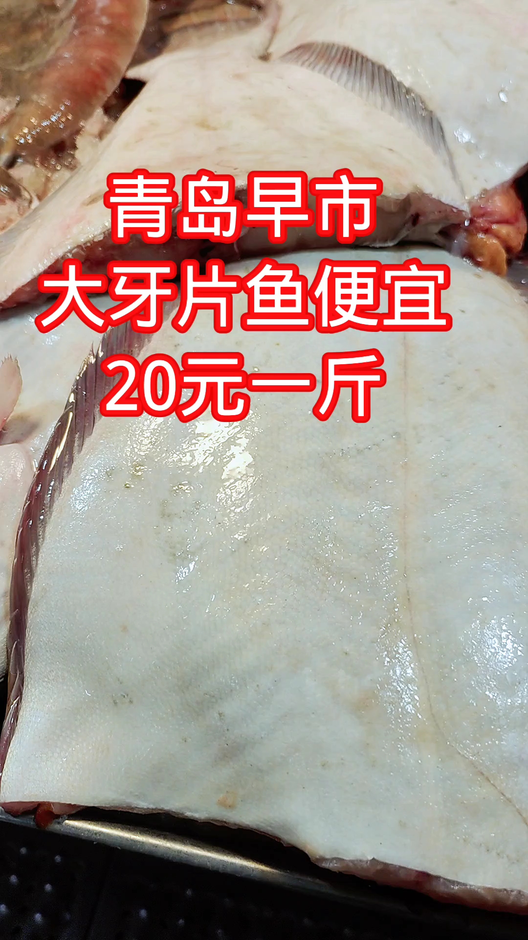 青岛早市,大牙片鱼便宜,20元一斤