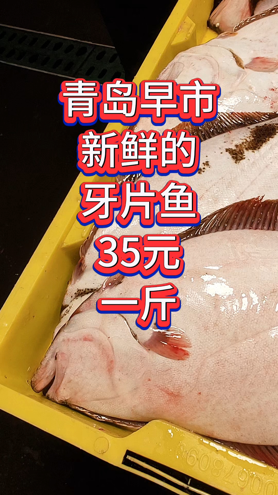 青岛早市，新鲜的牙片鱼，35元一斤