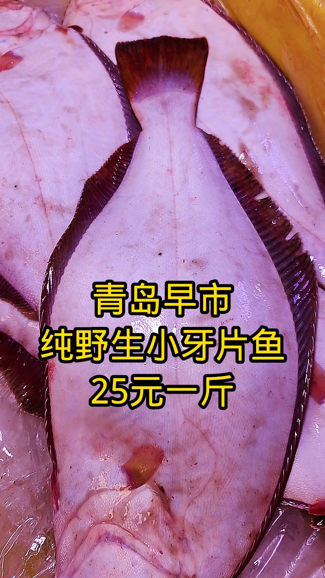 青岛早市,纯野生小牙片鱼,25元一斤,大个头的20元