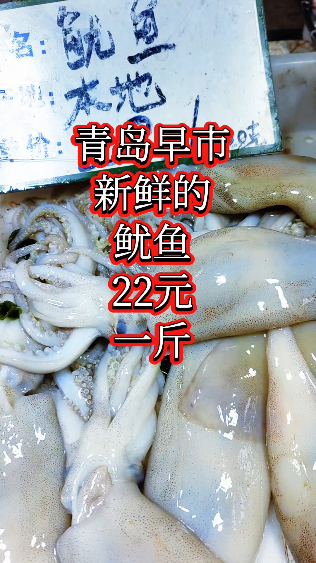 青岛早市,新鲜的鱿鱼,22元一斤