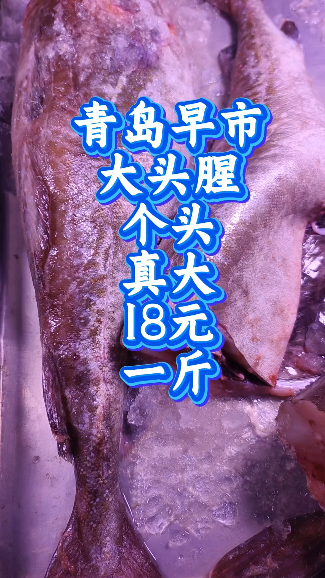 青岛早市,大头腥(鳕鱼)个头真大,18元一斤