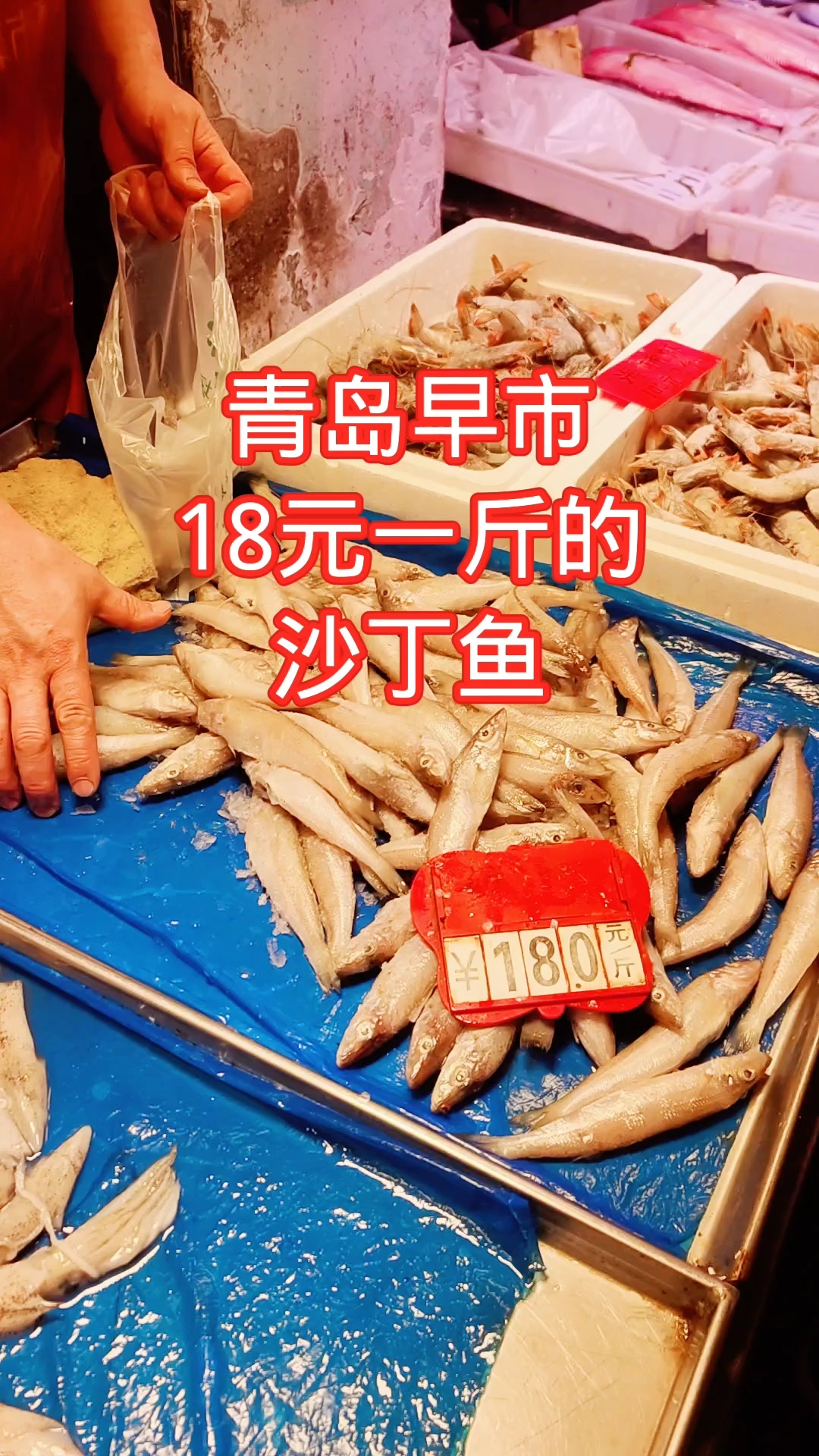 青岛海泊河早市,新鲜沙丁鱼18元一斤