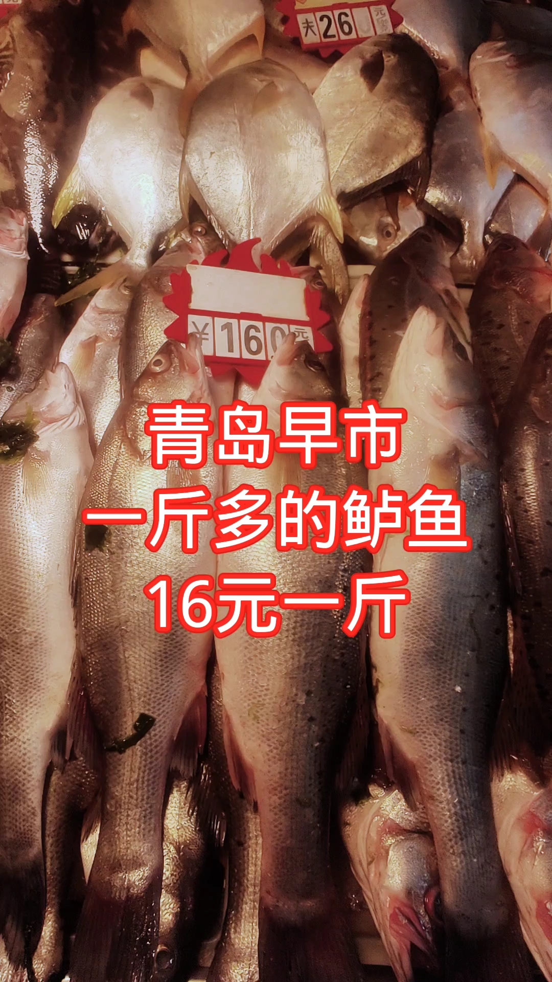 青岛早市,一斤多的鲈鱼,16元一斤