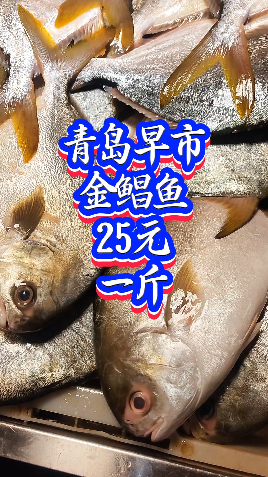 青岛早市,金鲳鱼,25元1斤了