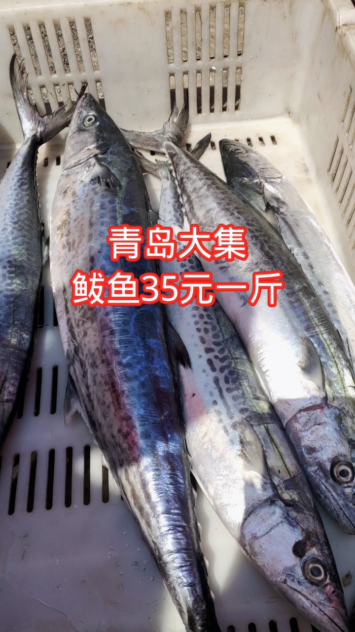 青岛大集,新鲜的鲅鱼价格坚挺,35元一斤
