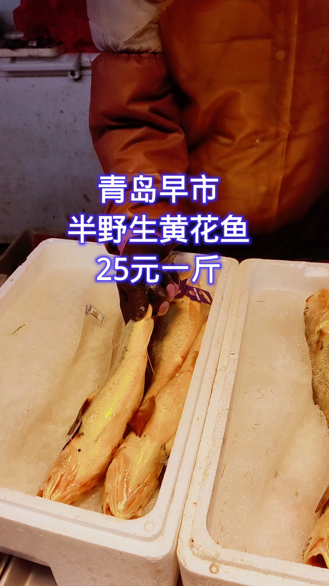 青岛早市,半野生黄花鱼,25元一斤。