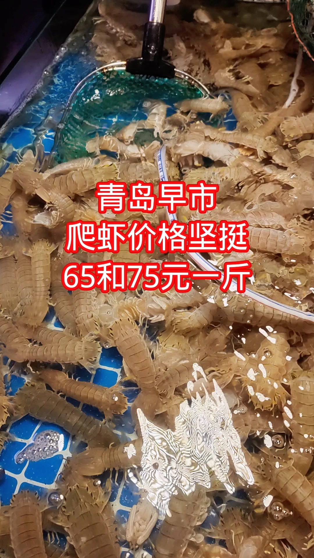青岛早市,爬虾价格坚挺,65和75元一斤