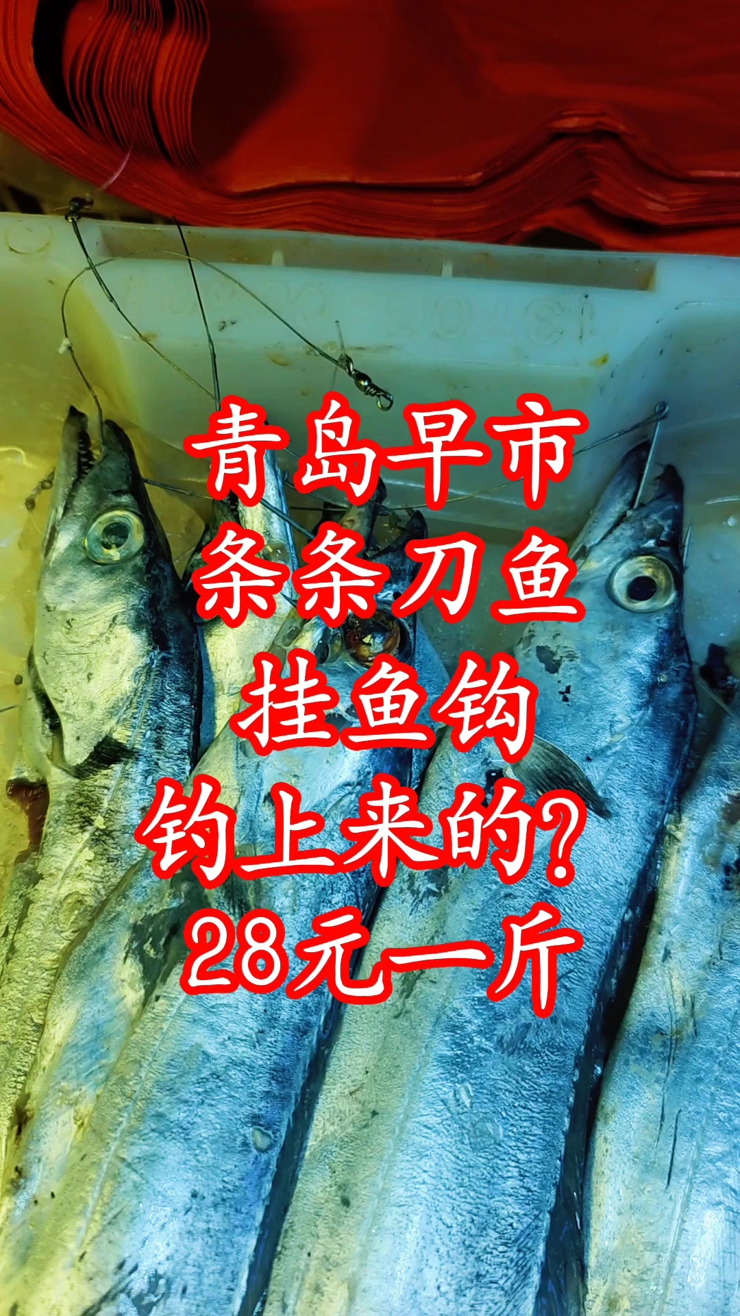 青岛早市,条条刀鱼挂鱼钩,钓上来的吗?28元1斤