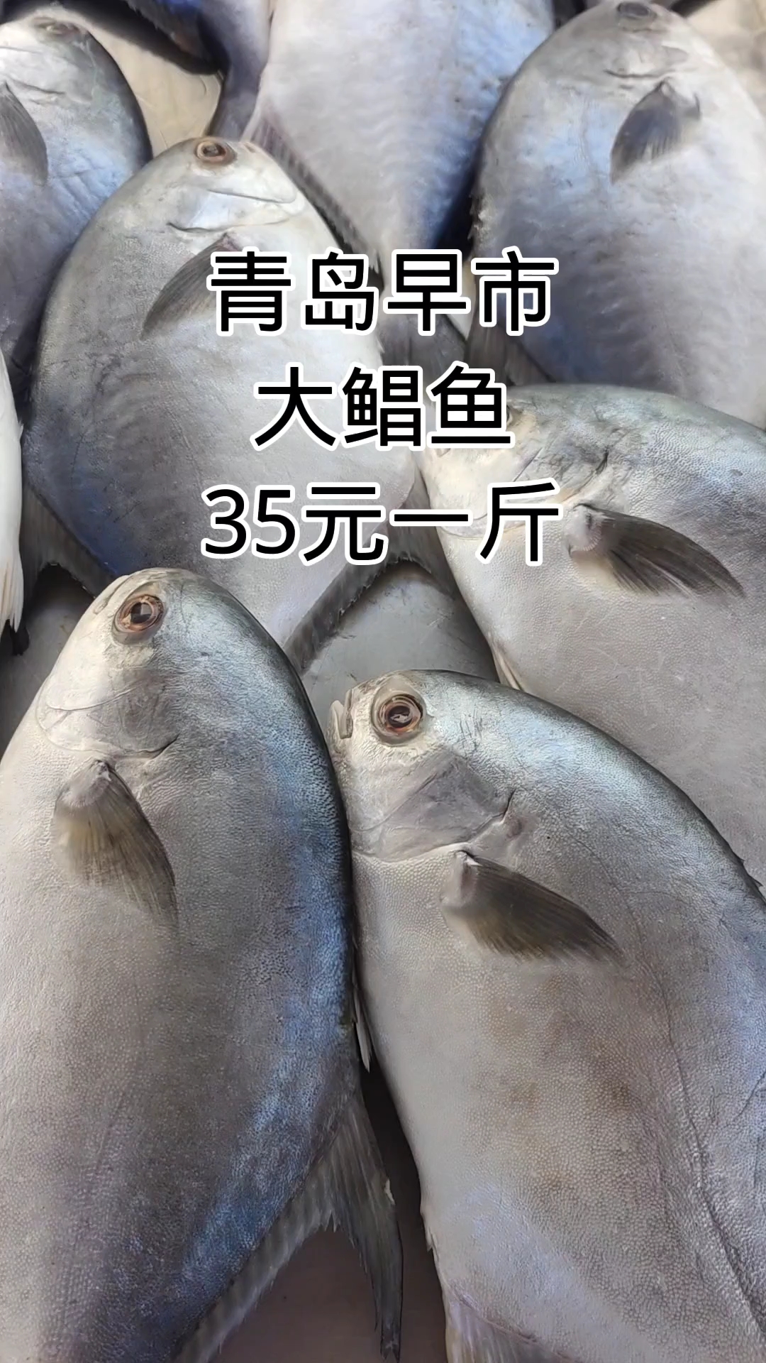 青岛早市,大银鲳鱼,35元一斤