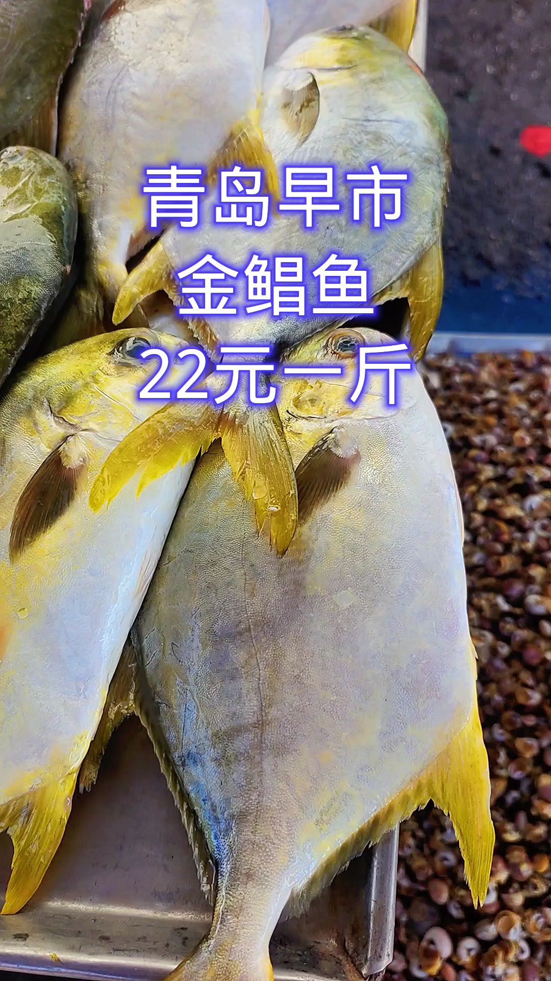 青岛早市,金鲳鱼,22元1斤