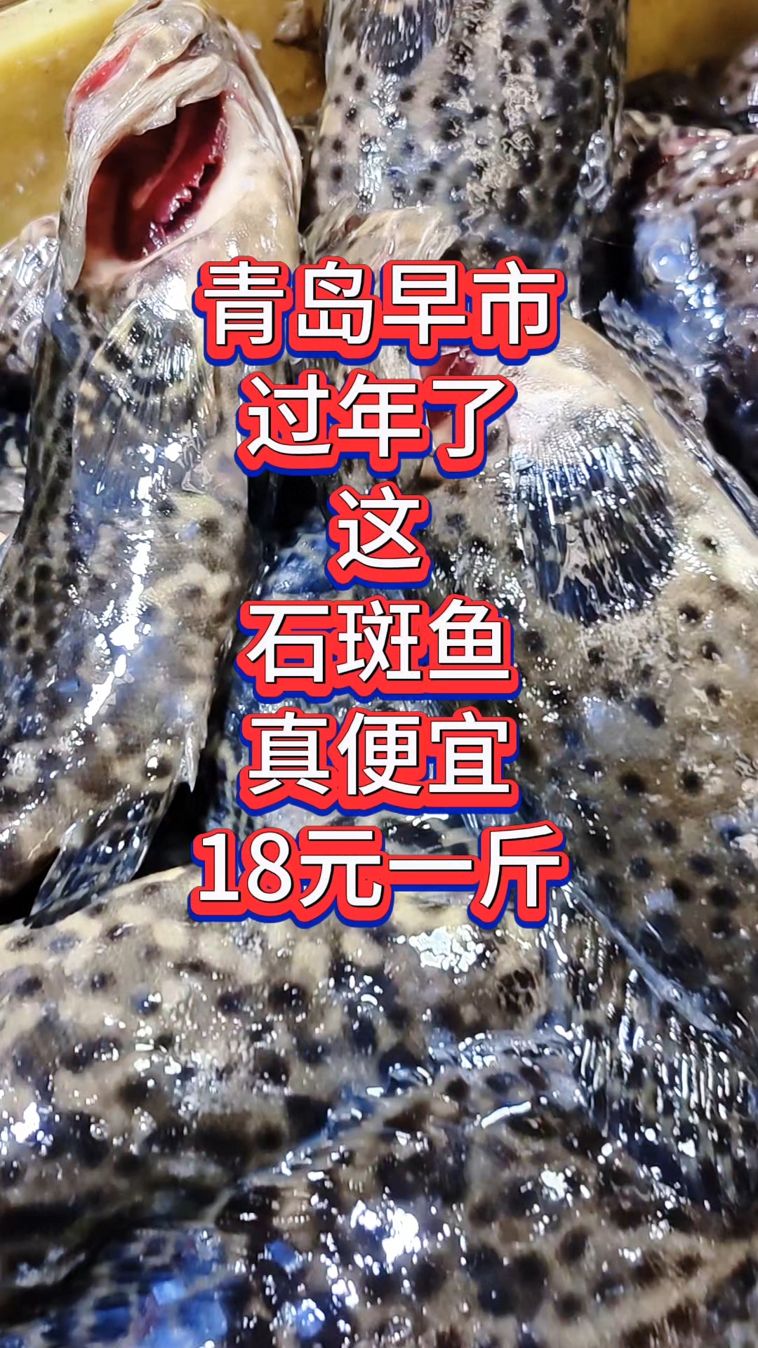 青岛早市,大过年的,这石斑鱼真便宜,才18元一斤