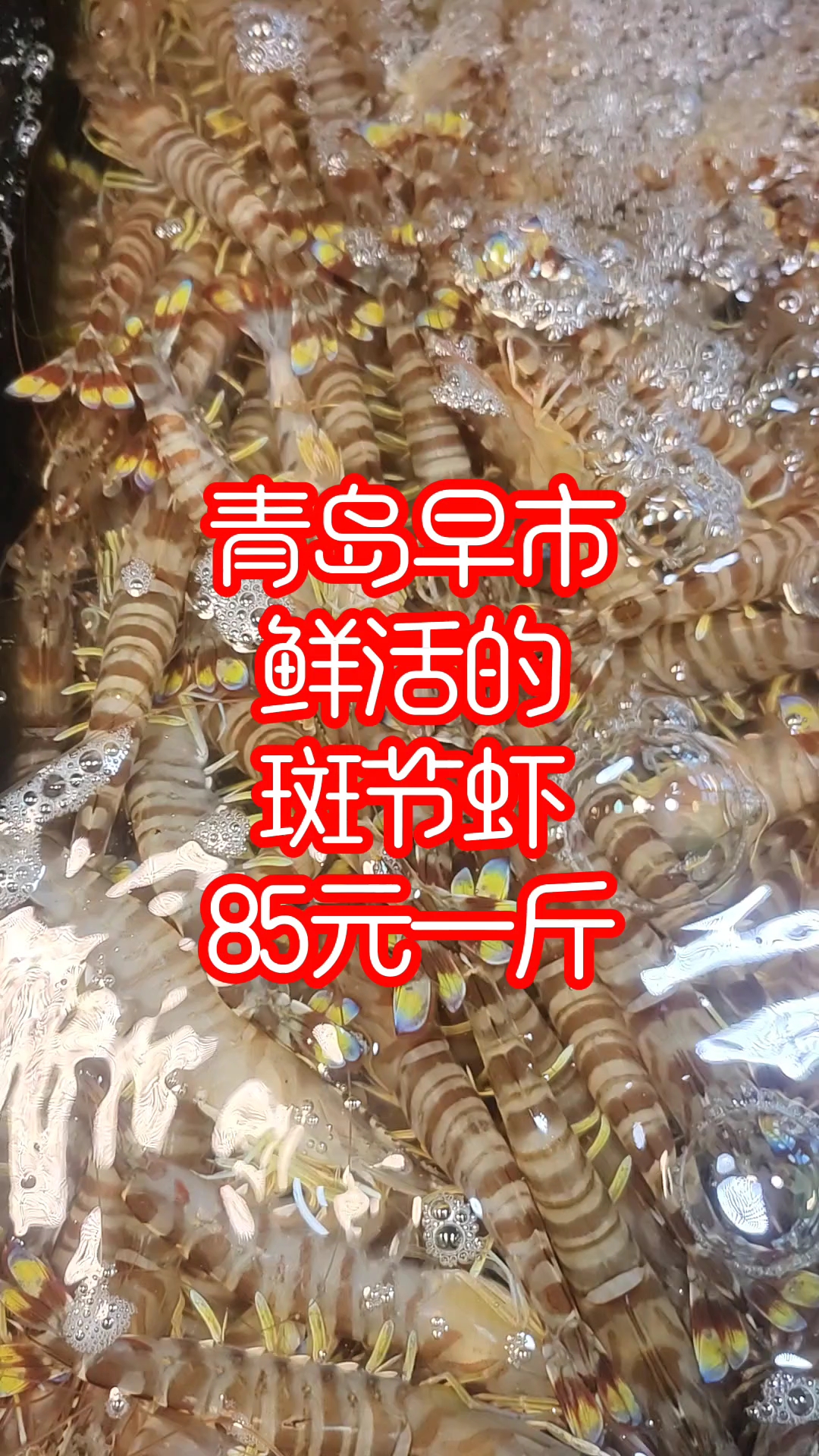 青岛早市,鲜活的斑节虾,85元一斤