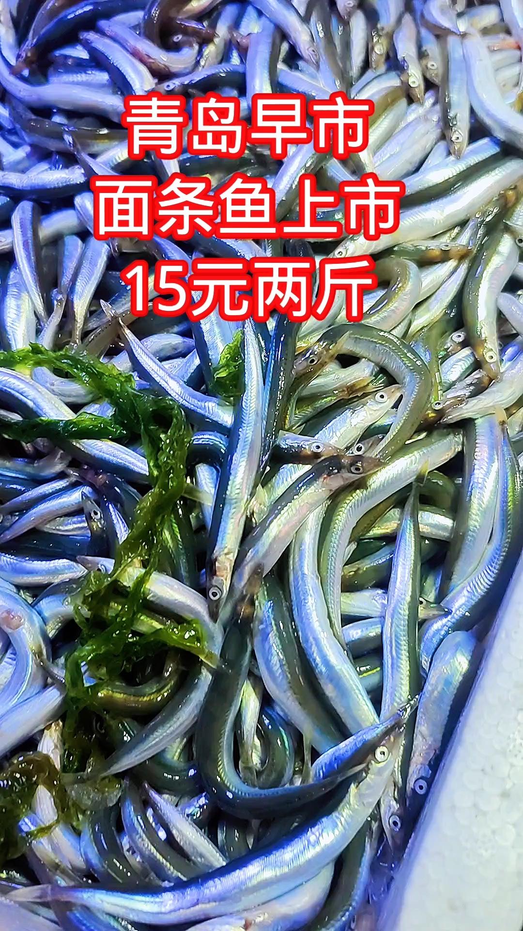 青岛早市,面条鱼新鲜上市,15元两斤