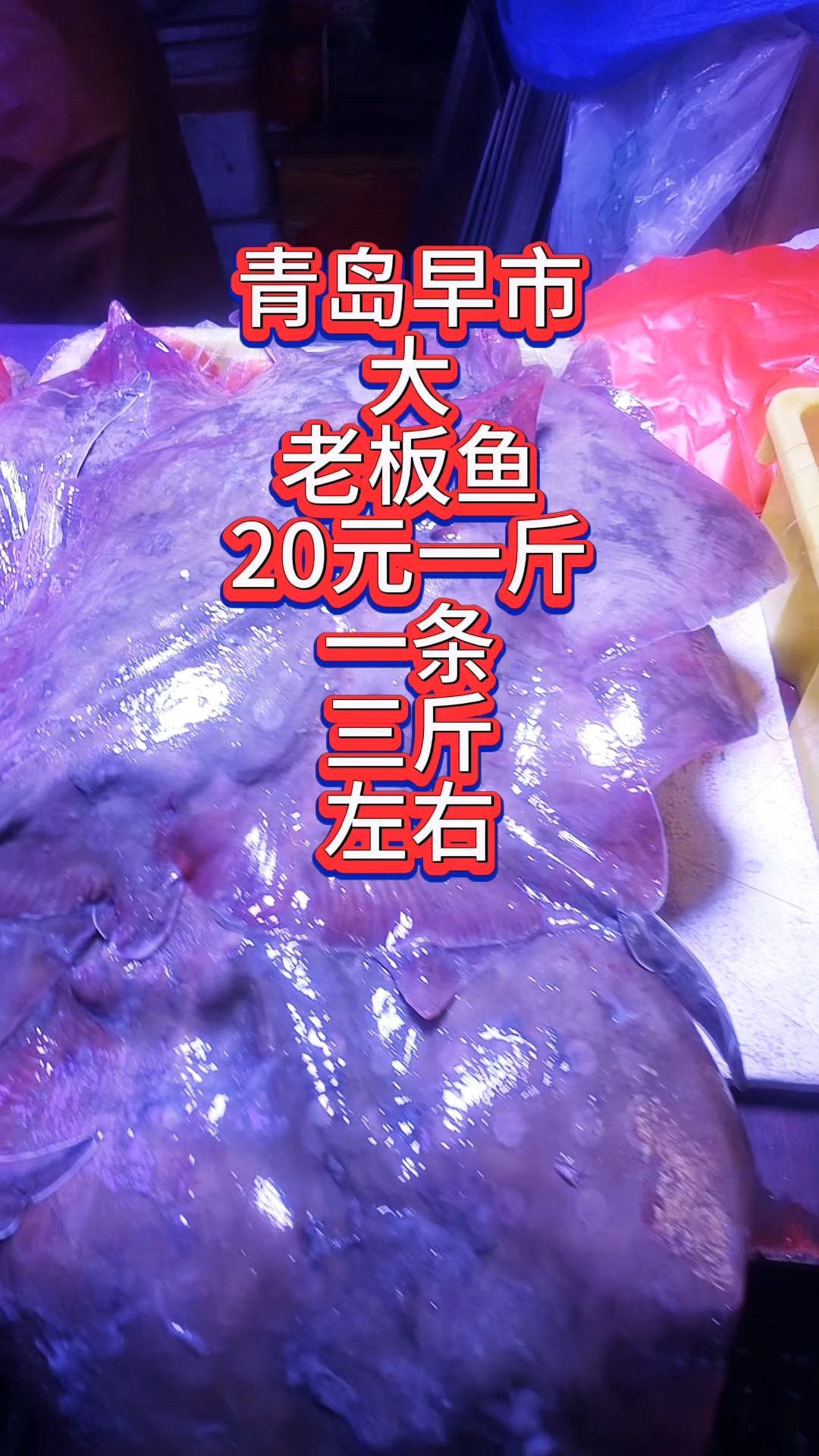 青岛早市,大老板鱼20元一斤,一条三斤左右#优质视频激励计划#