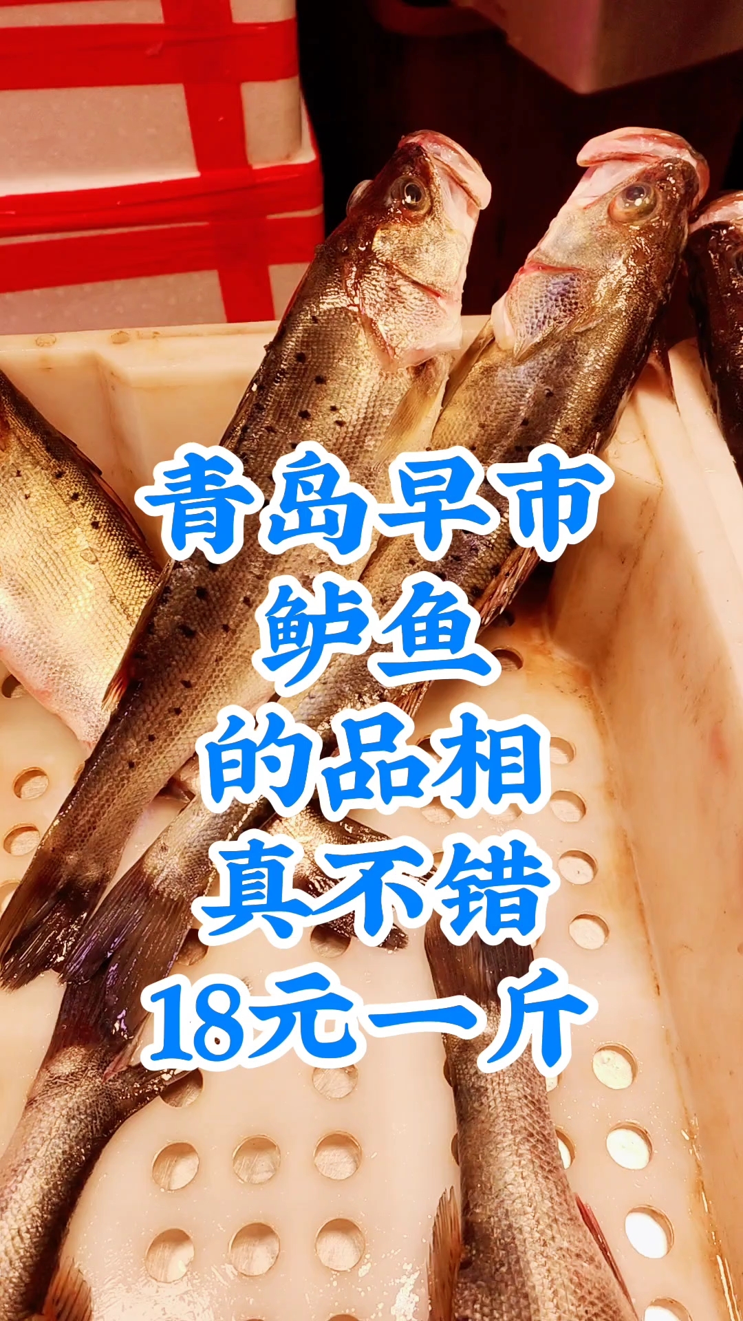 青岛早市,鲈鱼的品相真不错,价格也不贵,18元一斤