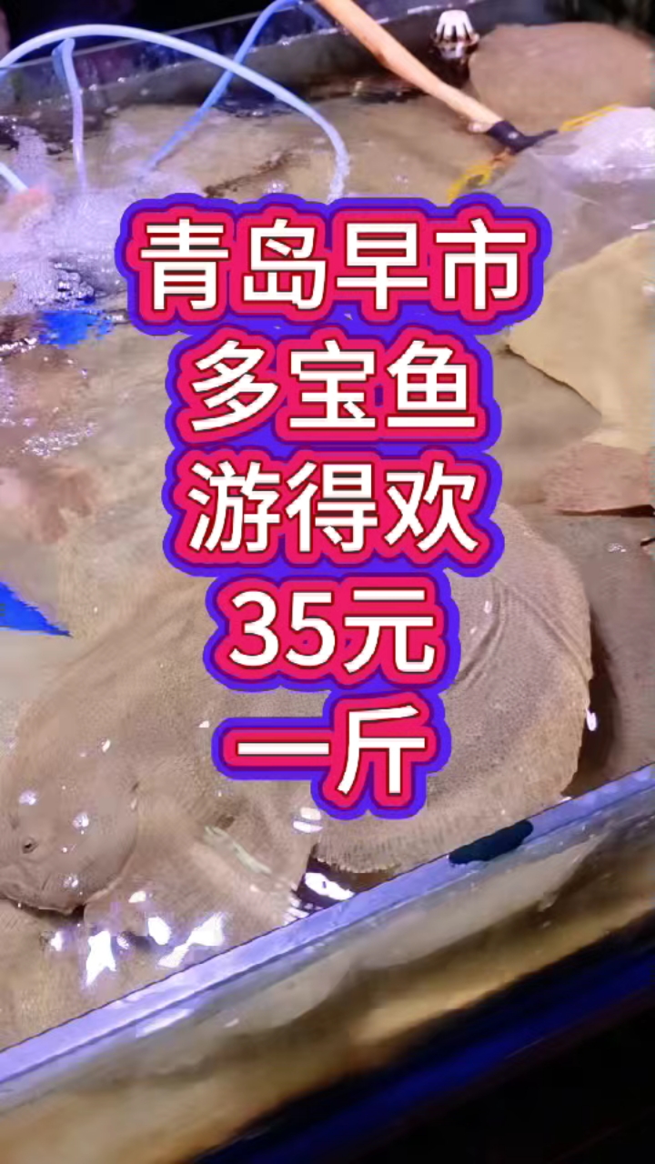 青岛早市,多宝鱼游得欢,35元一斤