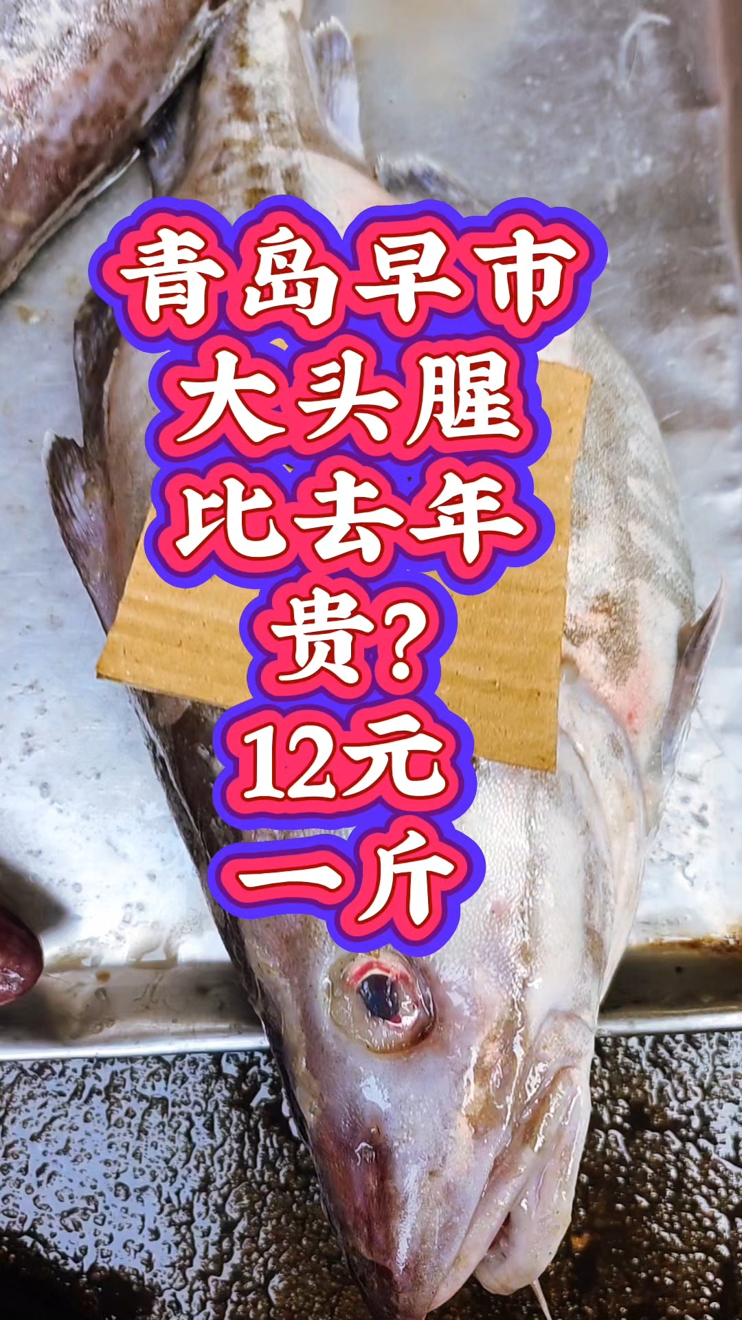 青岛早市，今年的大头腥比去年贵？12元一斤