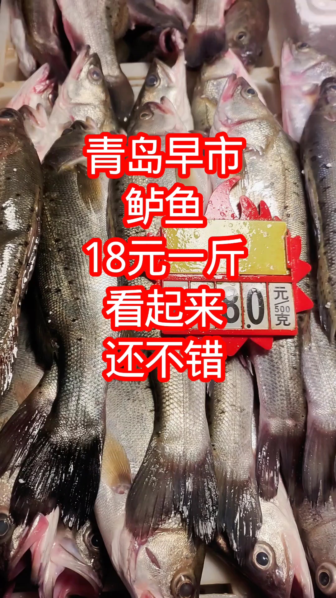 青岛早市,鲈鱼18元一斤,看起来还不错,买条回家吃