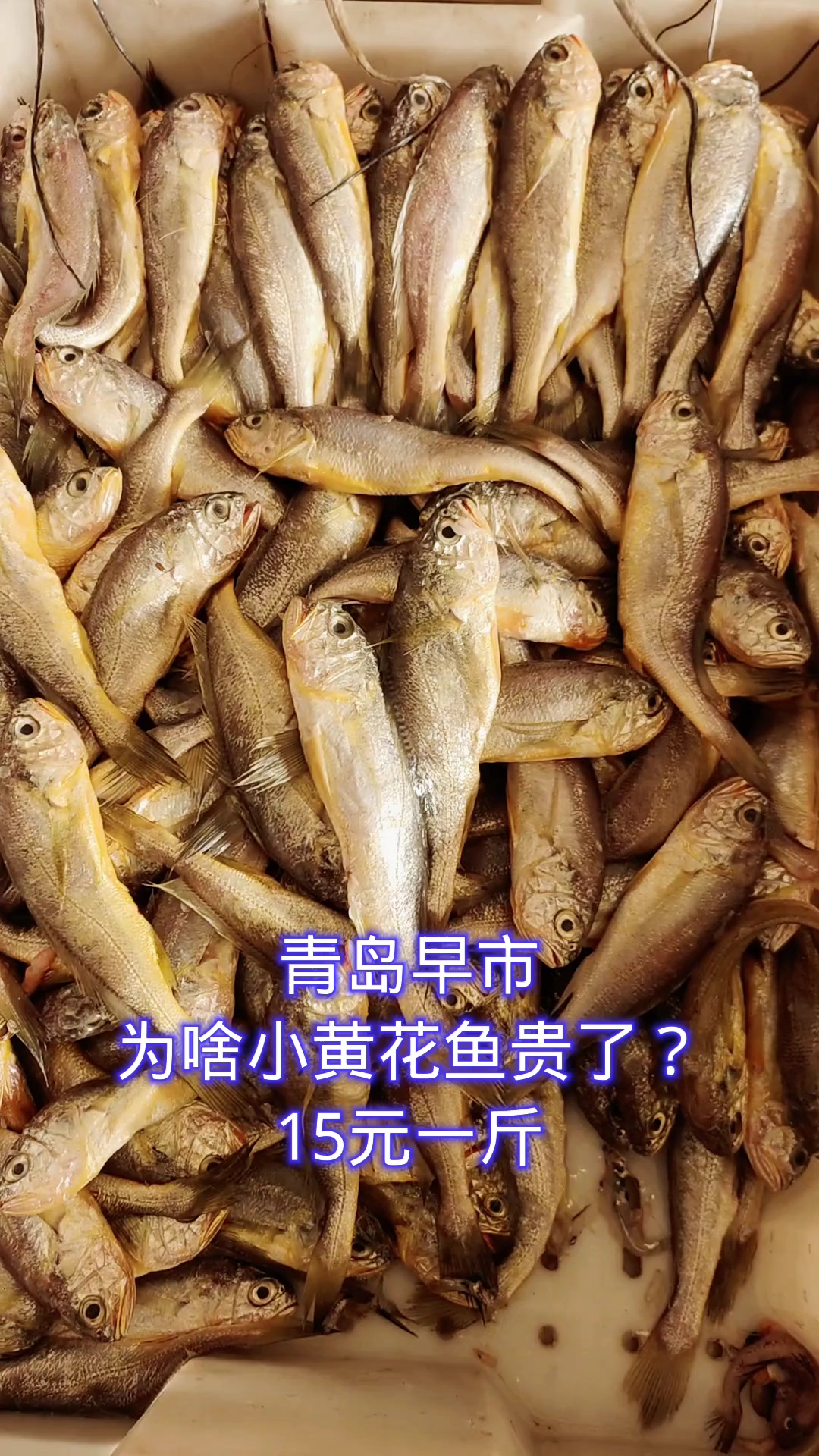 今年小黄花鱼贵了!在青岛早市,15元一斤,往年只要几块钱一斤