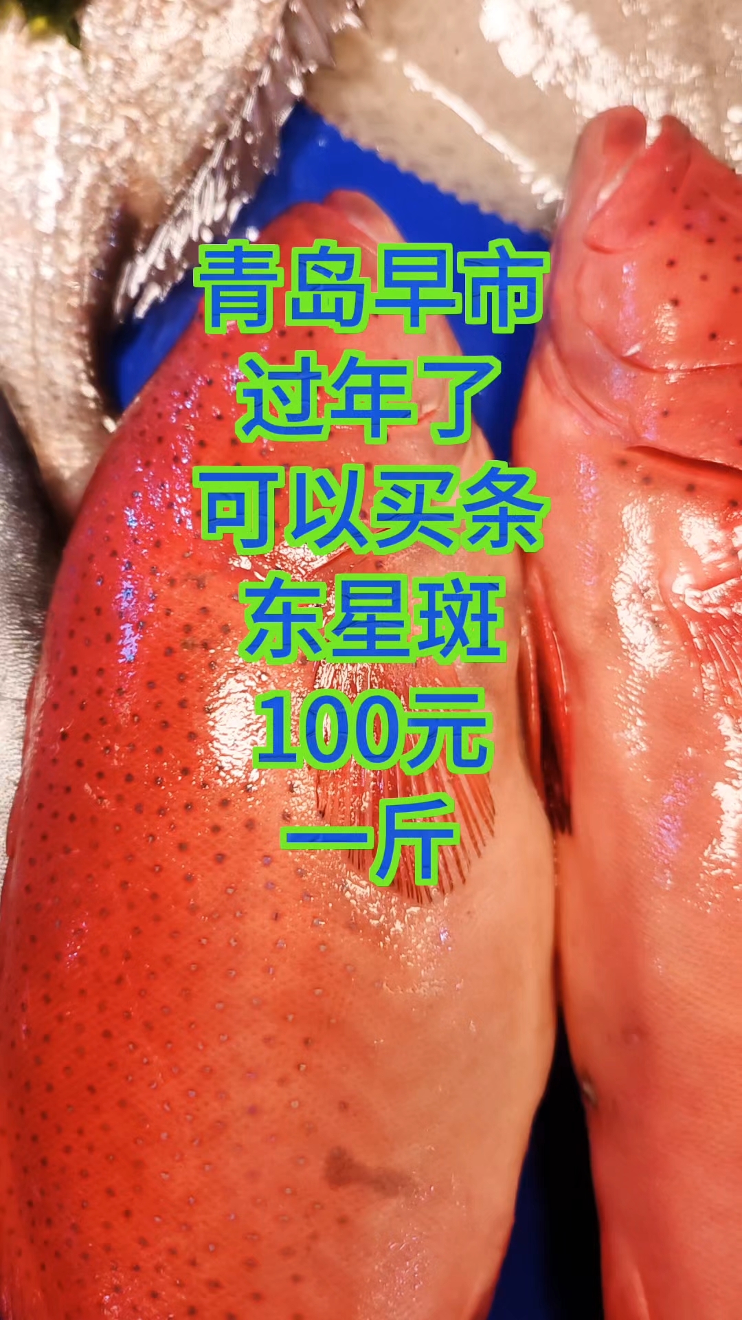 青岛早市,过年了,可以买条东星斑,100元一斤
