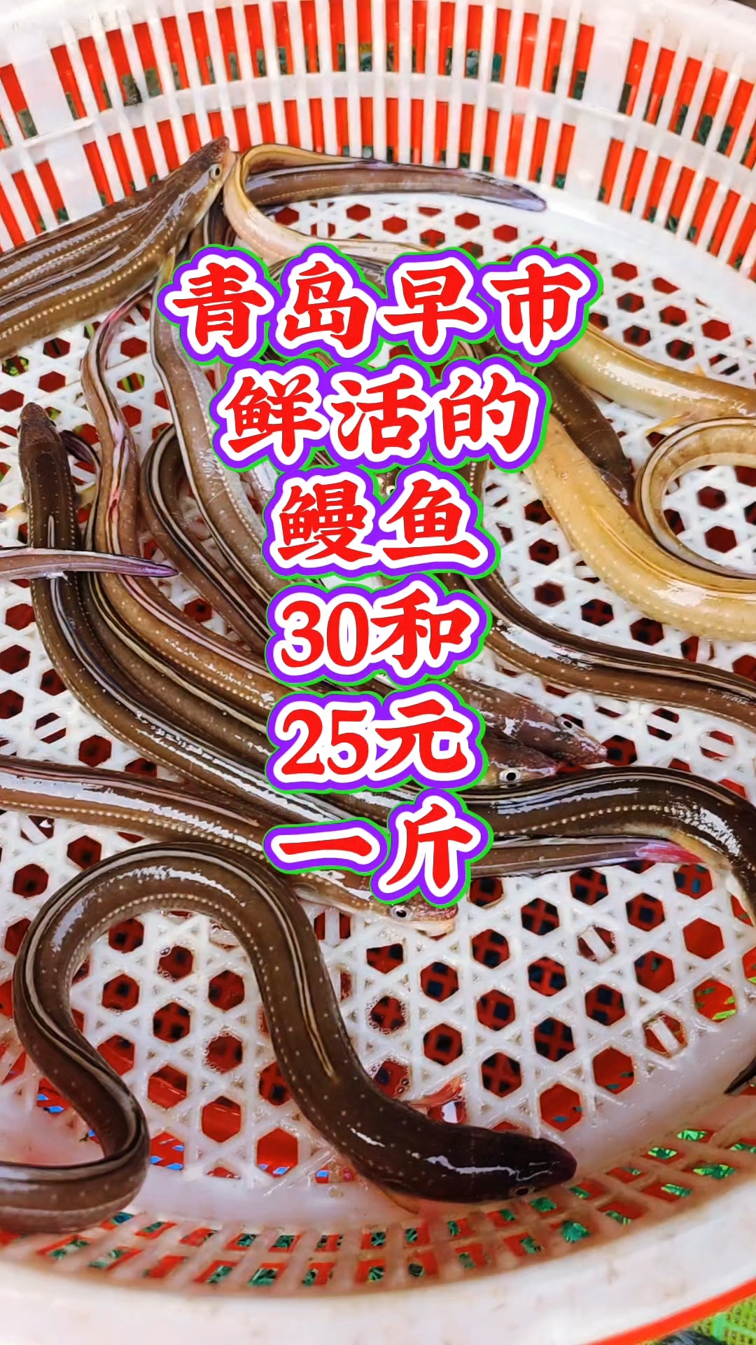 青岛早市，鲜活的鳗鱼，30元和25元一斤