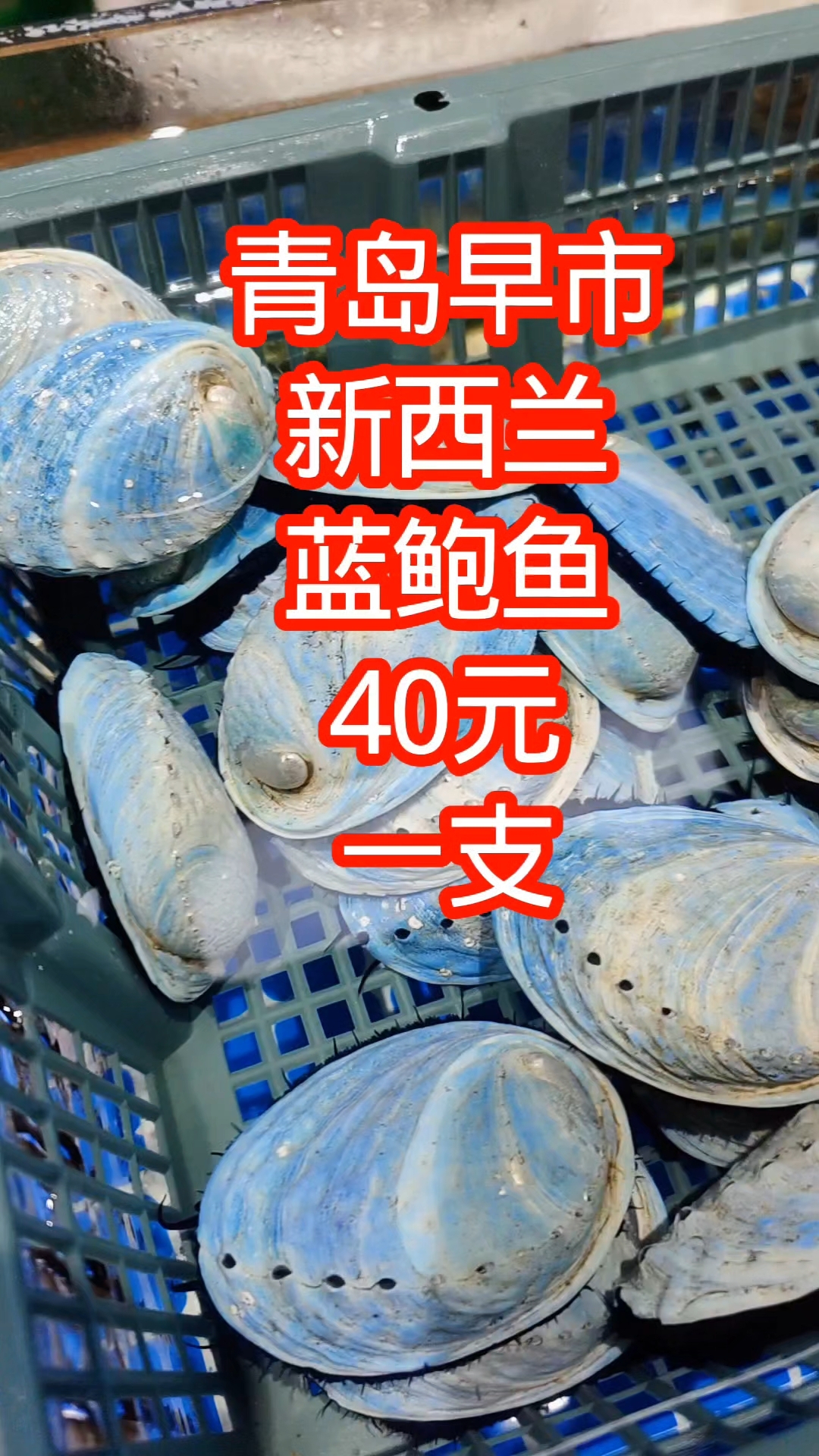 青岛早市,新西兰蓝鲍鱼,40元一只,比本地鲍鱼贵不少