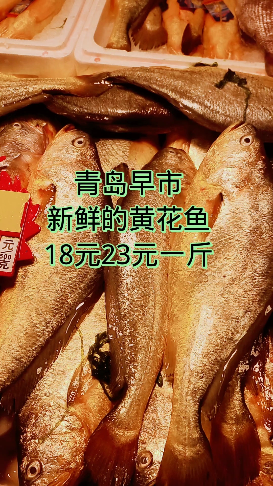 青岛早市,新鲜的黄花鱼,18元后23元一斤