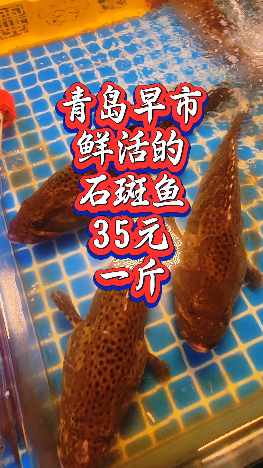 青岛早市,鲜活的石斑鱼,35元一斤