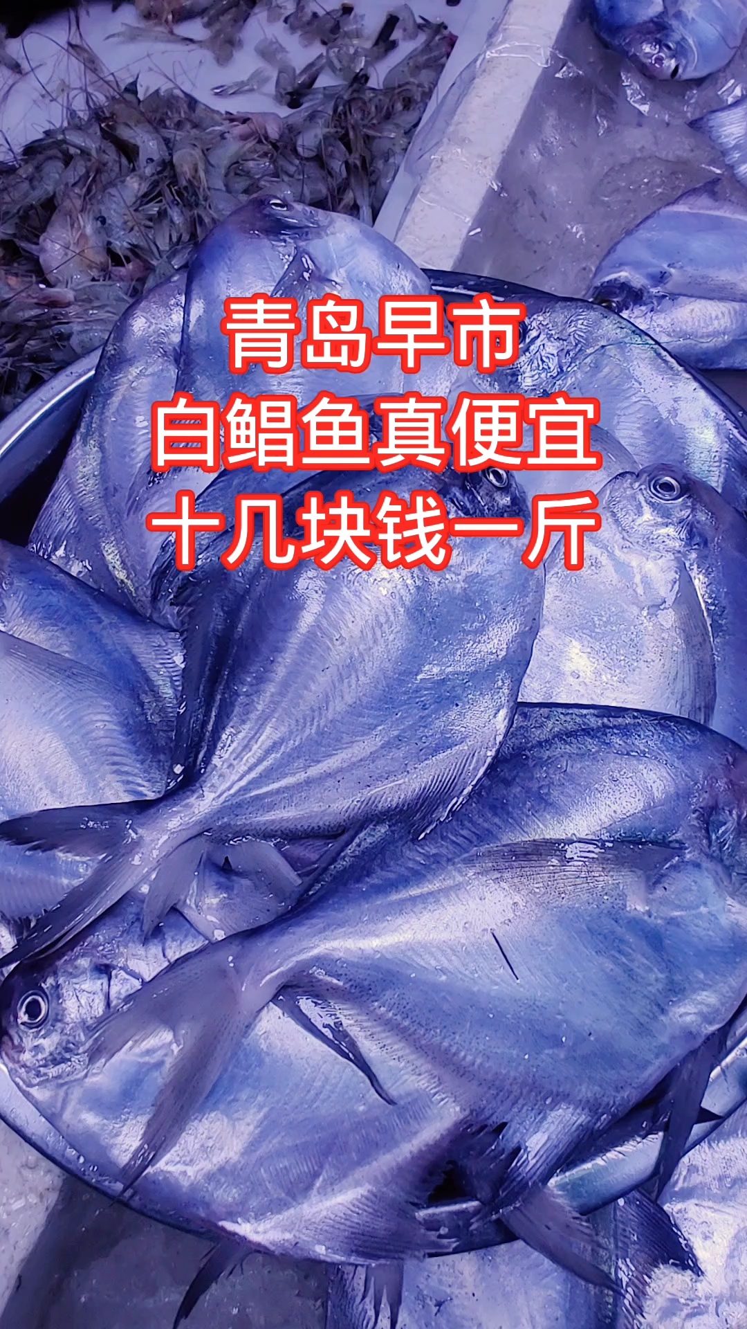 青岛早市,白鲳鱼真便宜,十几块钱一斤