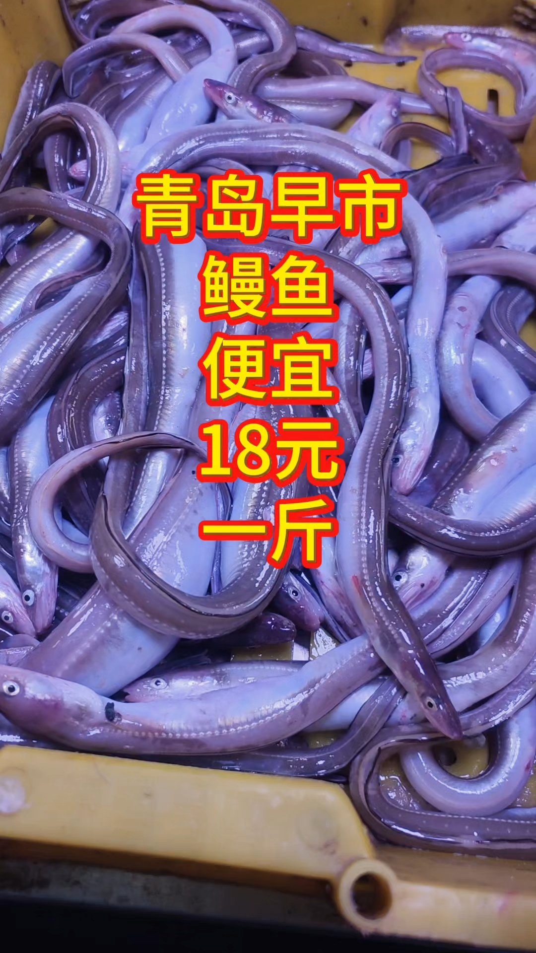 青岛早市,海鳗鱼便宜,18元一斤,就是个头小点#优质视频巅峰挑战赛#