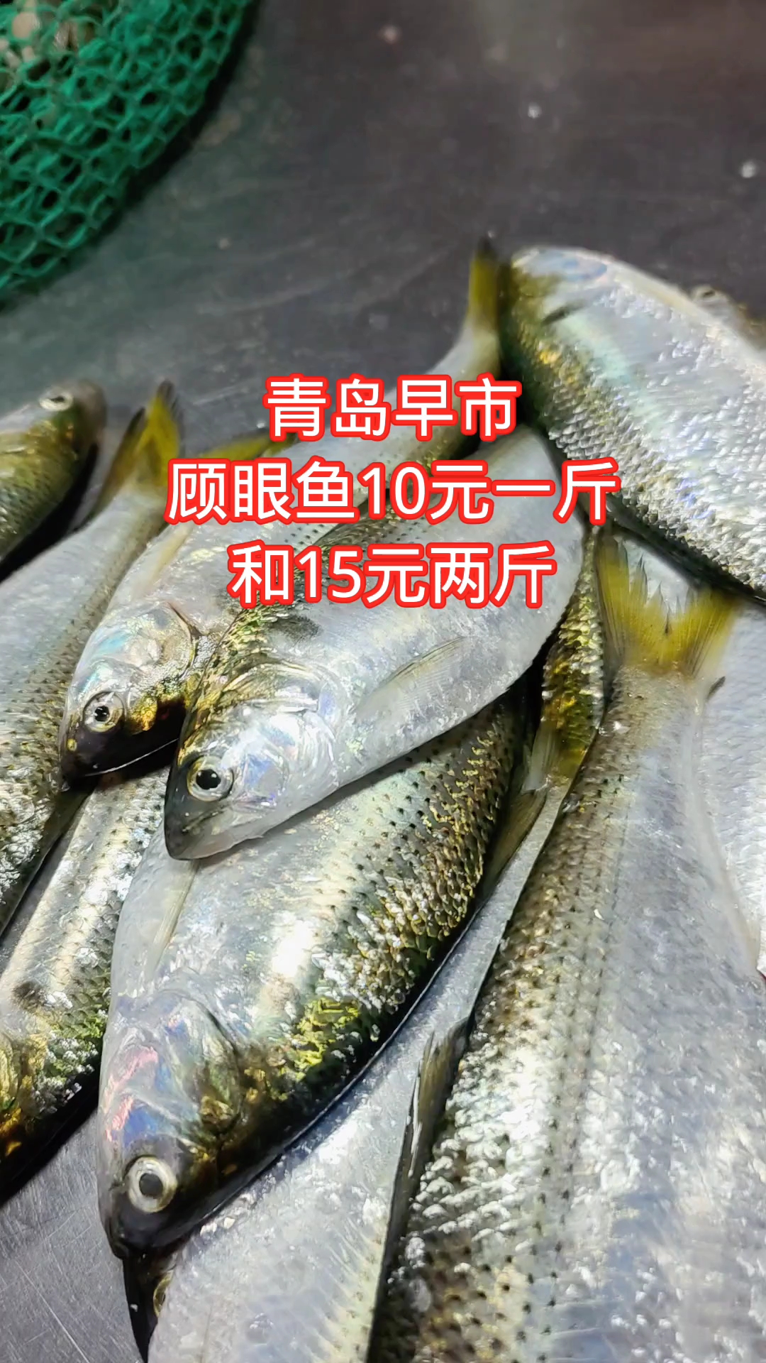 青岛早市,新鲜的古眼鱼(斑鰶鱼),10元一斤和15元两斤