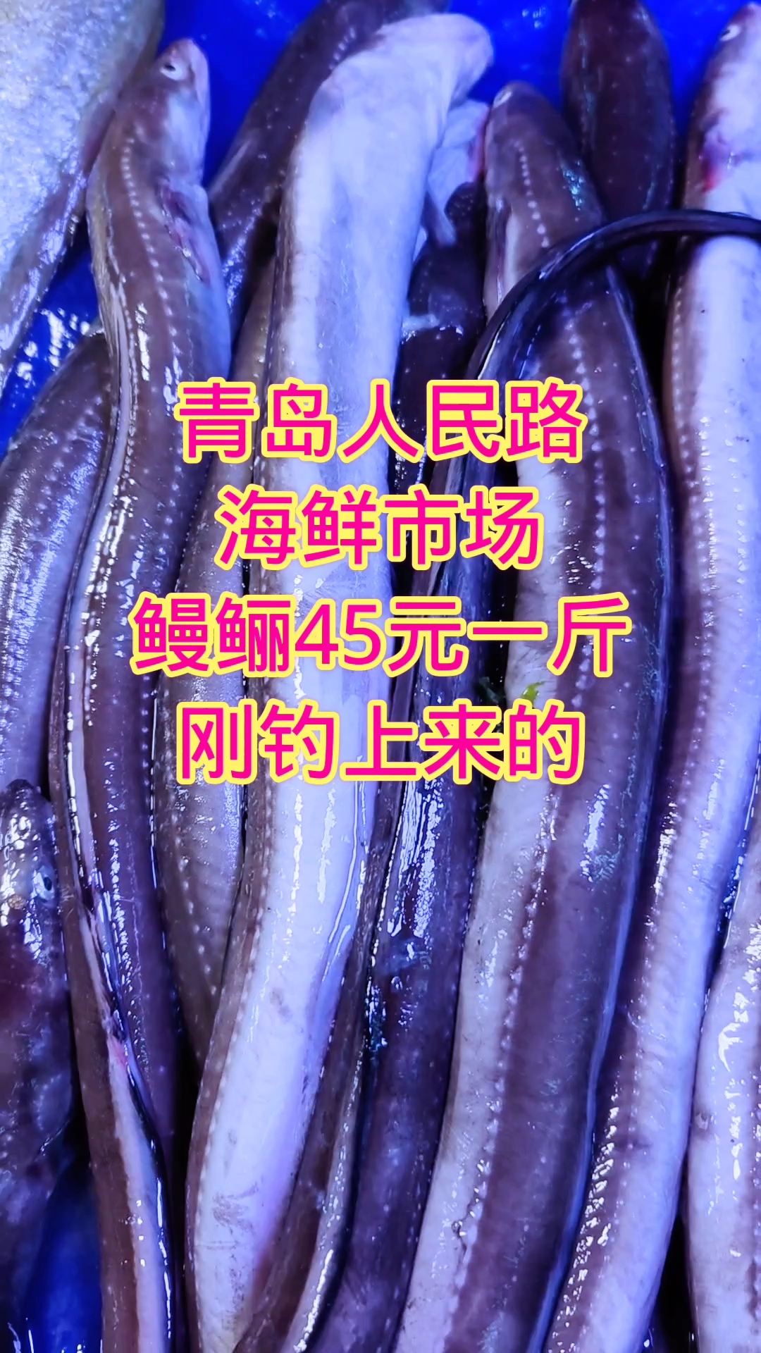 青岛海鲜市场,刚钓上来的鳗鲡,45元一斤