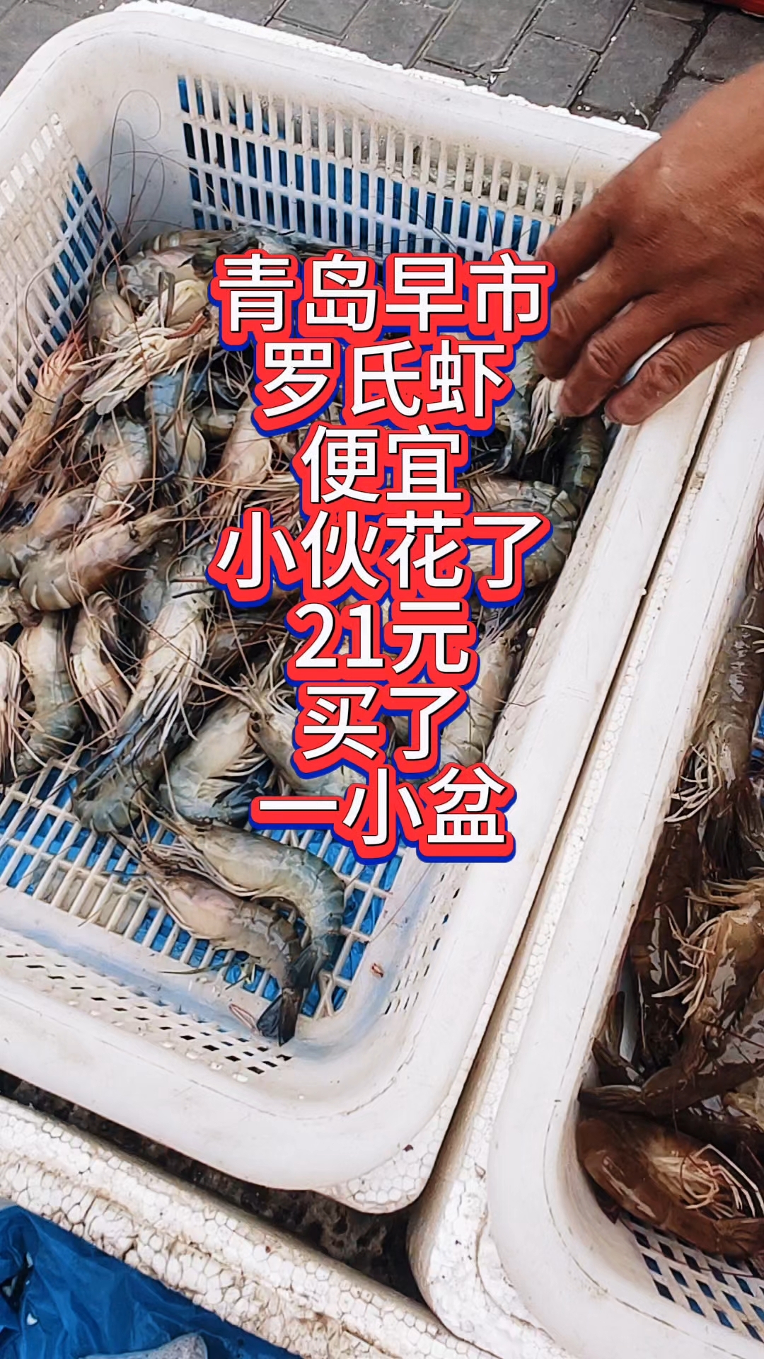 青岛早市,罗氏虾28元一斤,小伙花了21元,买了一小盆