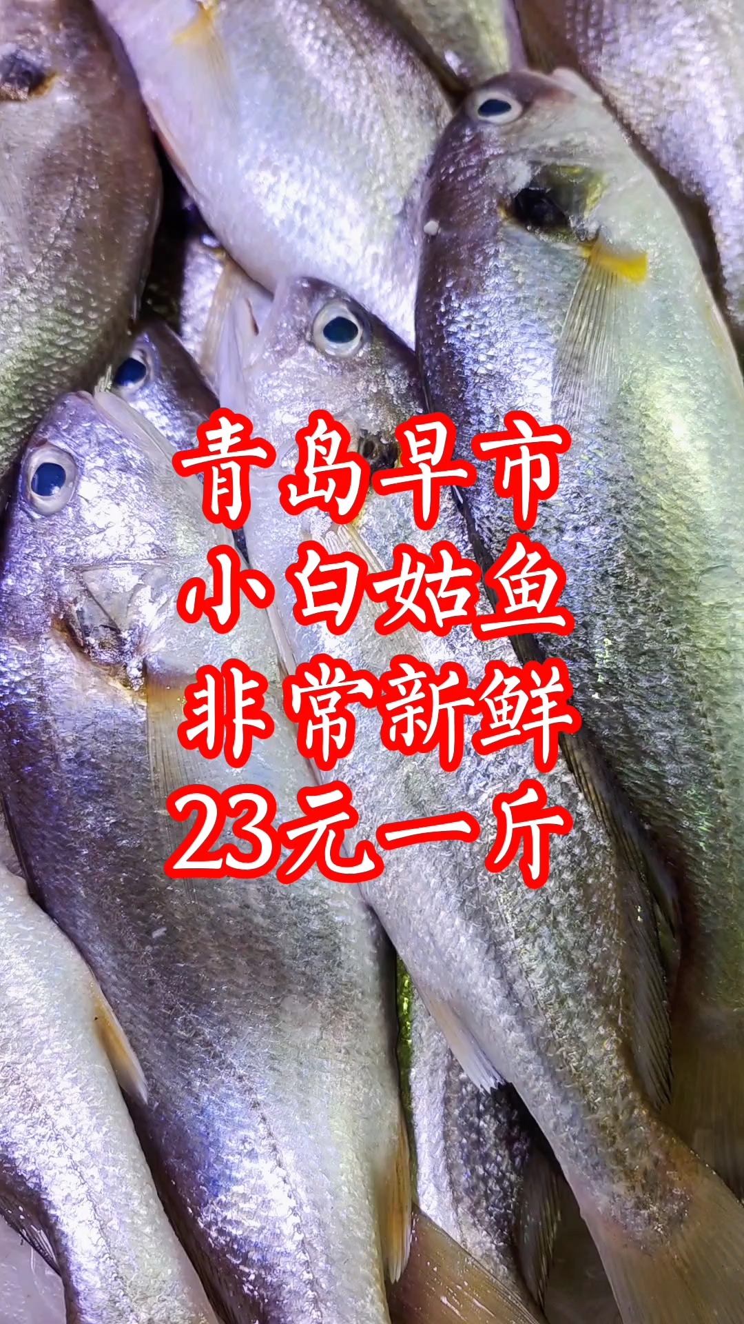 青岛早市,小白姑鱼非常新鲜,23元一斤