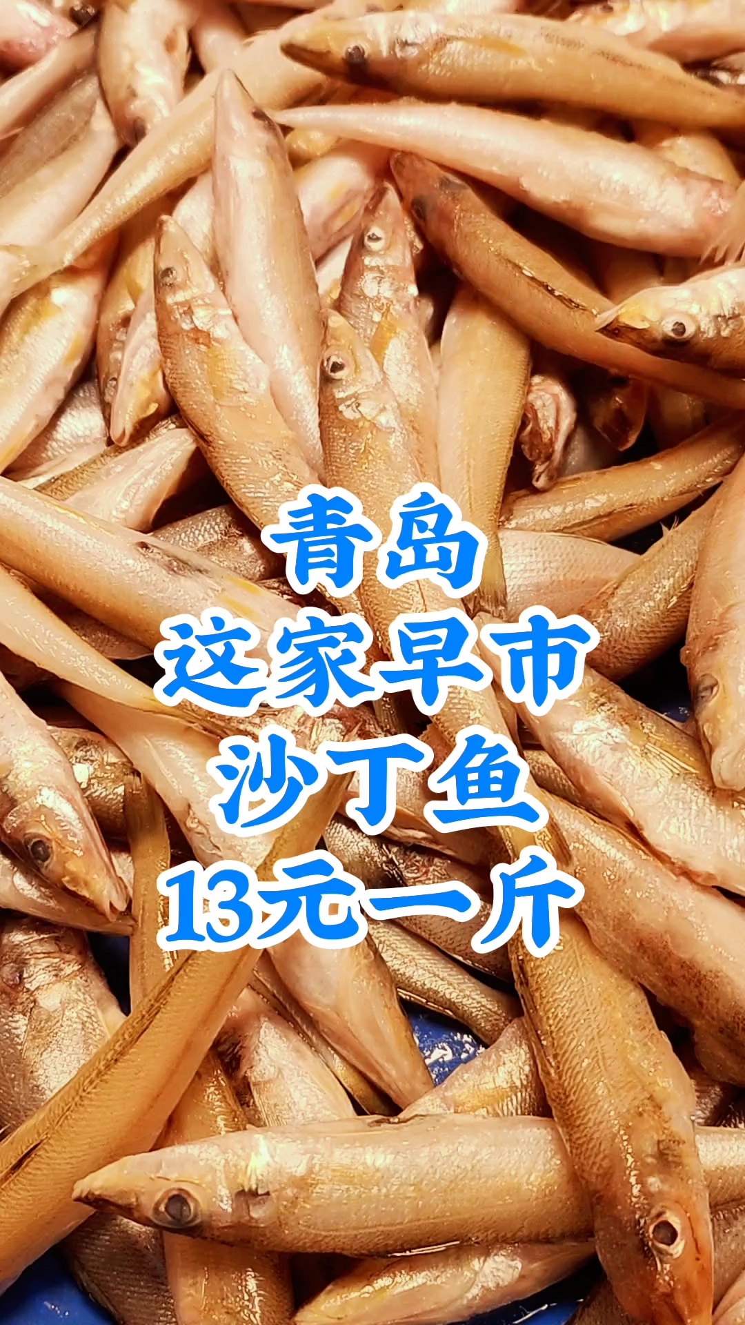 青岛这家早市,沙丁鱼,13元一斤