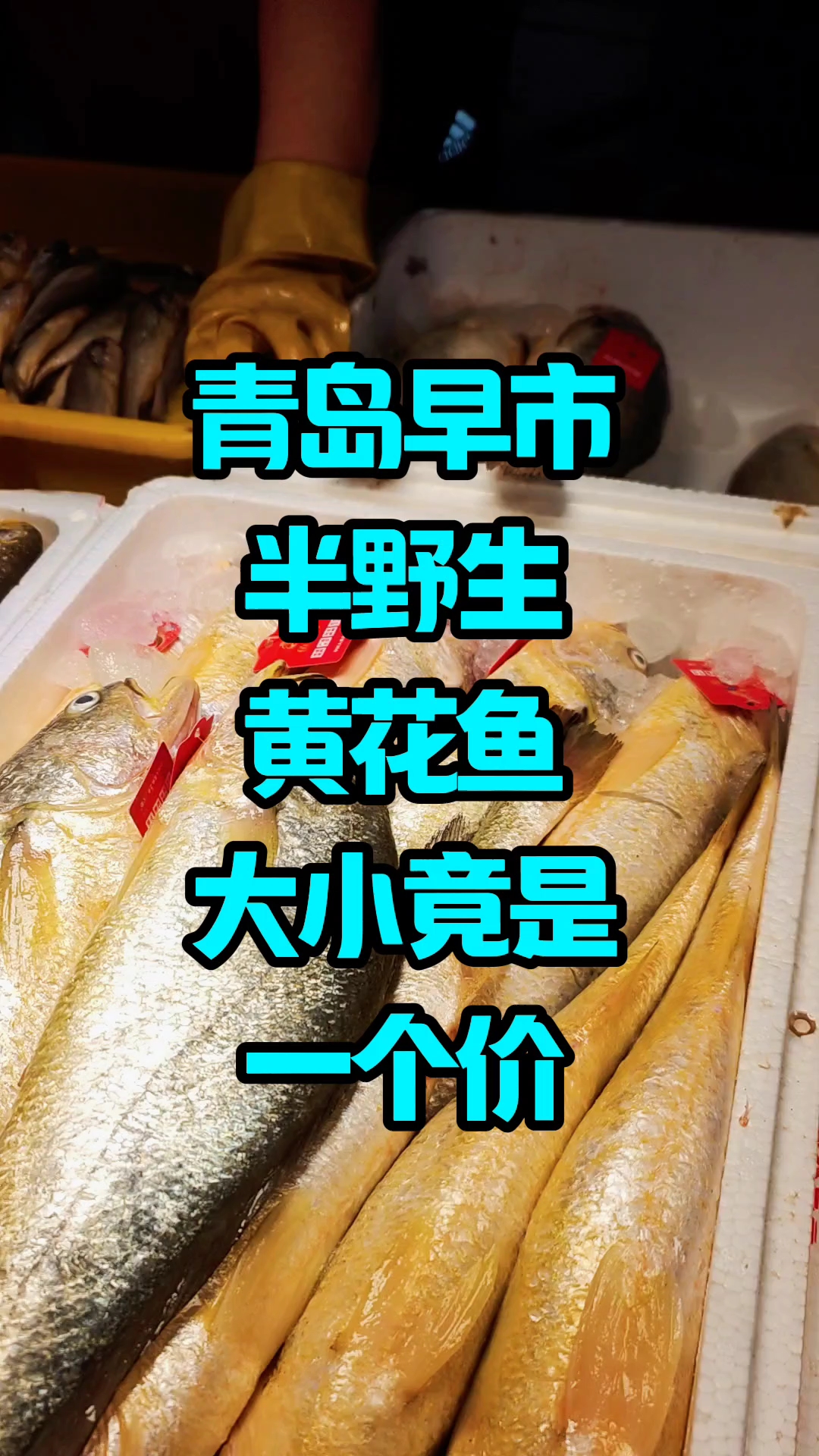 青岛早市，半野生黄花鱼，大小竟是一个价，26元一斤
