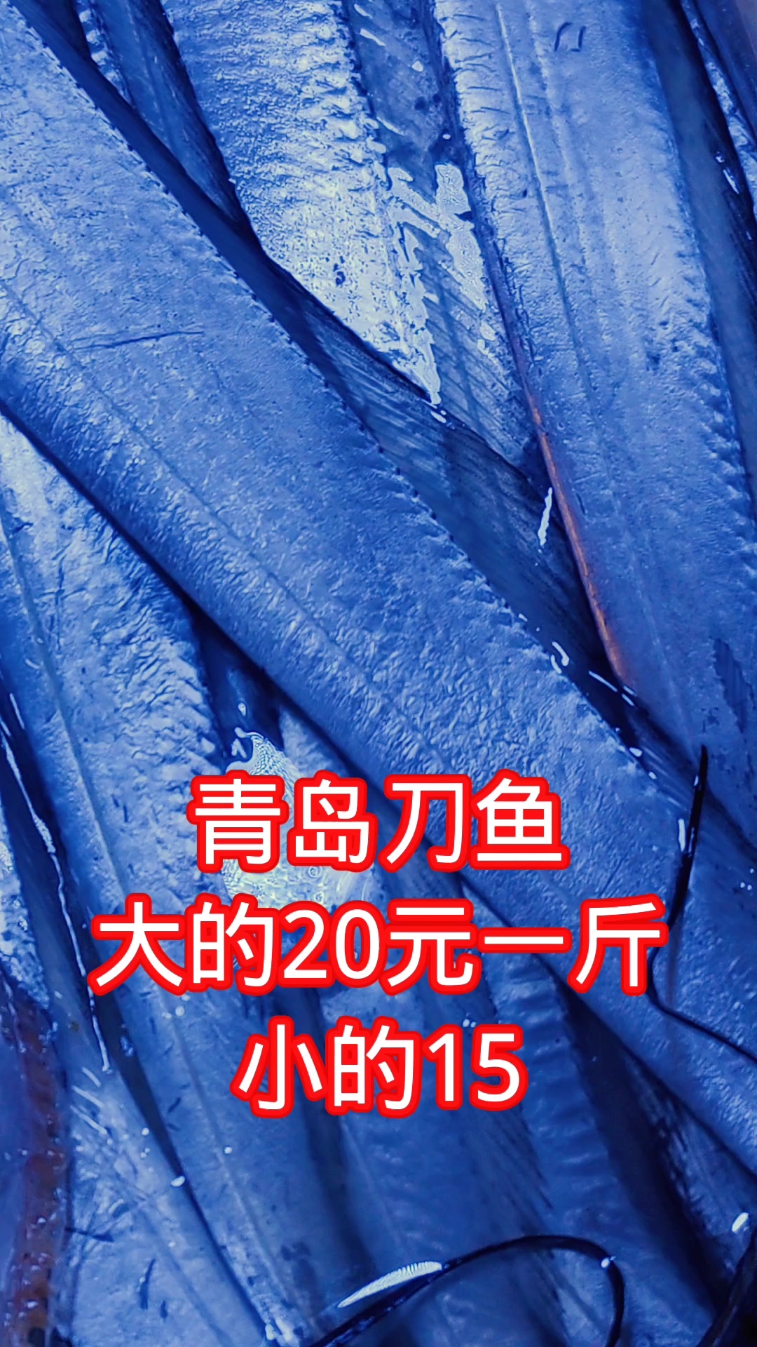 青岛早市,新鲜刀鱼,大的20元一斤,小的15