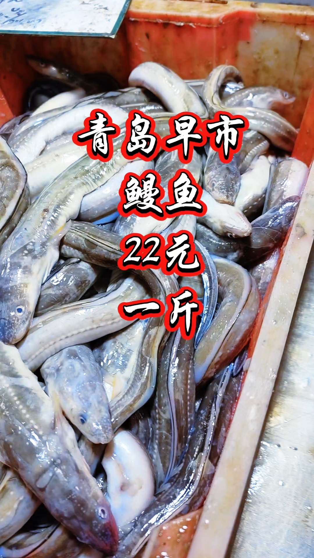青岛早市,鳗鱼便宜,22元一斤