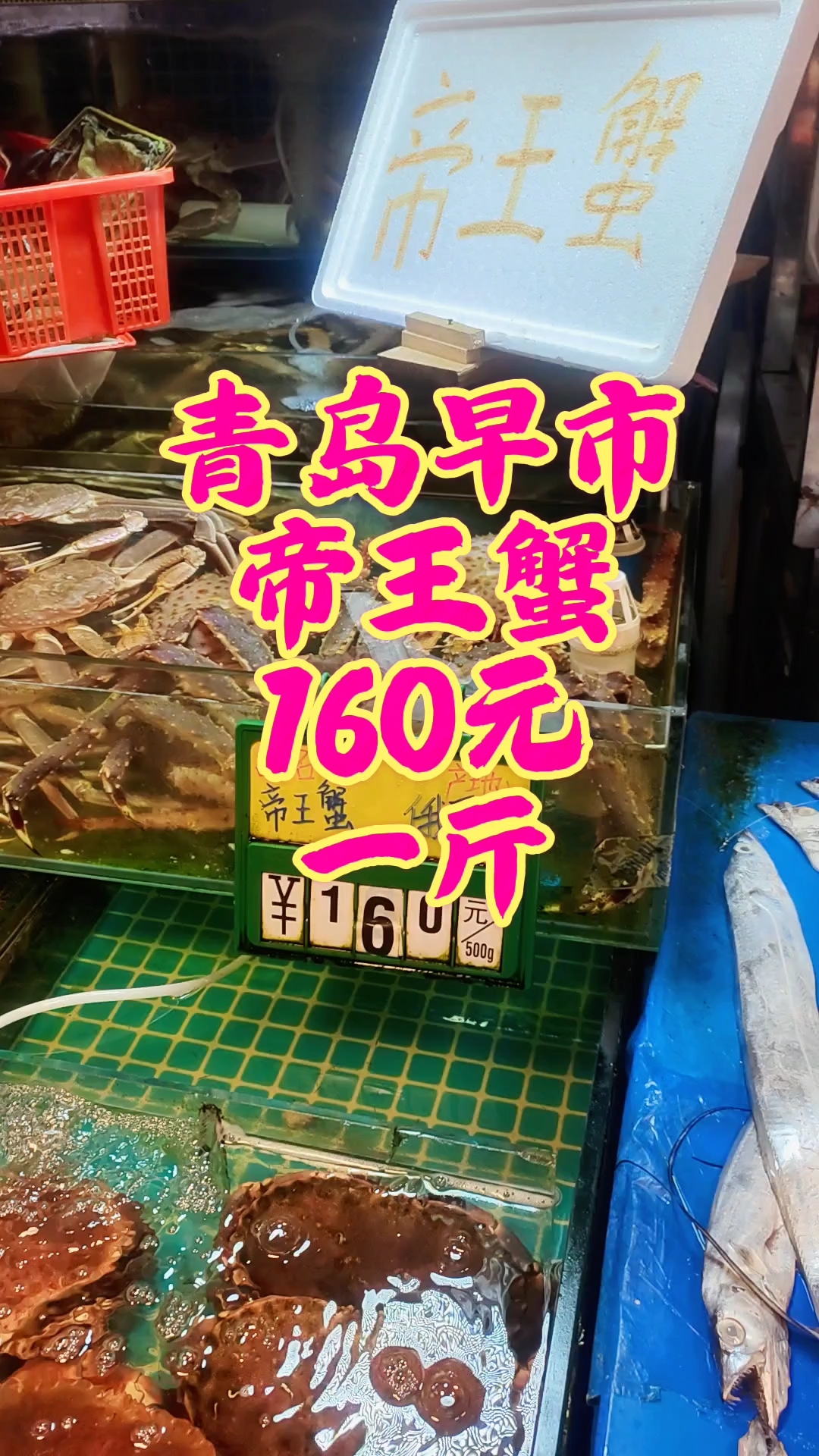 青岛早市,帝王蟹160元一斤,价格实惠