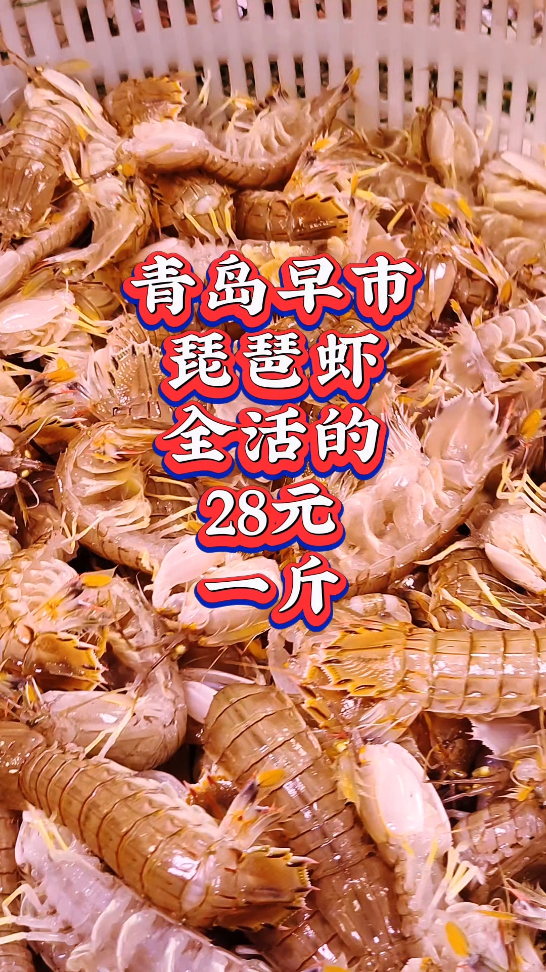 青岛早市,琵琶虾全活的,28元一斤