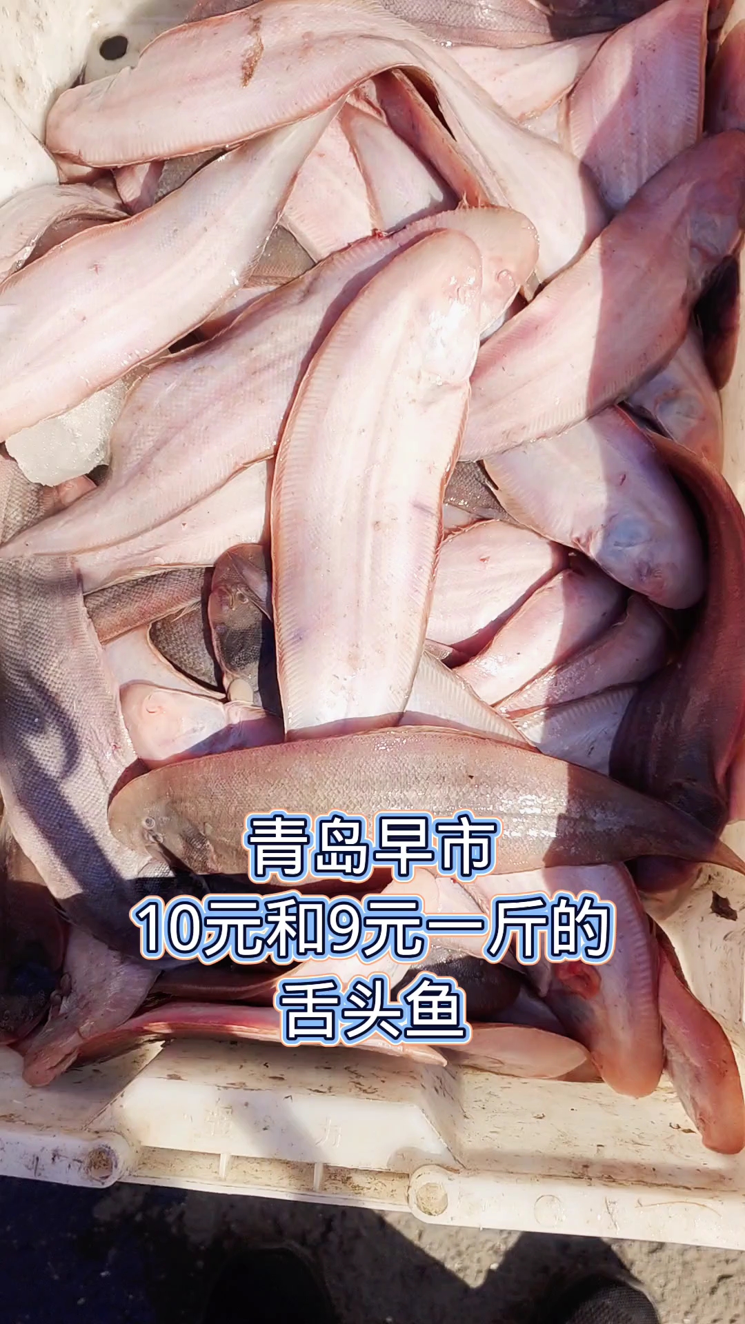青岛早市,10元和9元一斤的舌头鱼