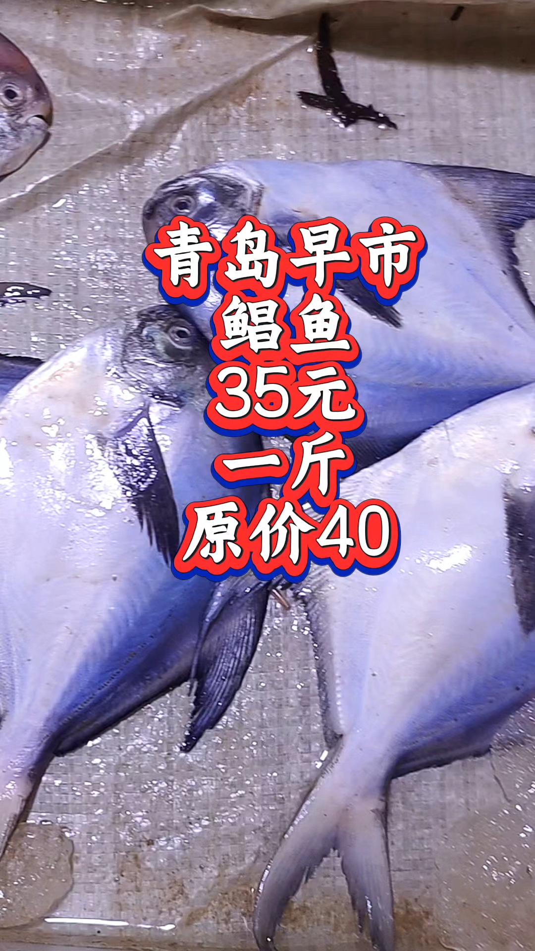 青岛早市,新鲜鲳鱼35元一斤,一斤三条左右