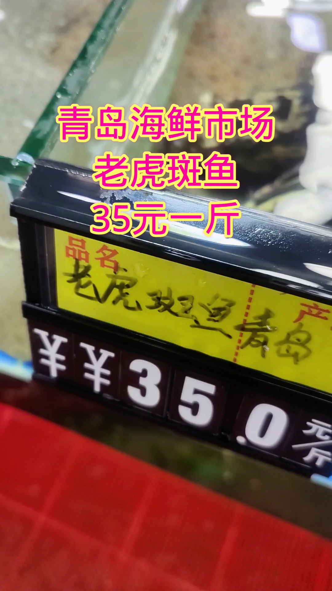 青岛海鲜市场，鲜活老虎斑鱼，35元一斤