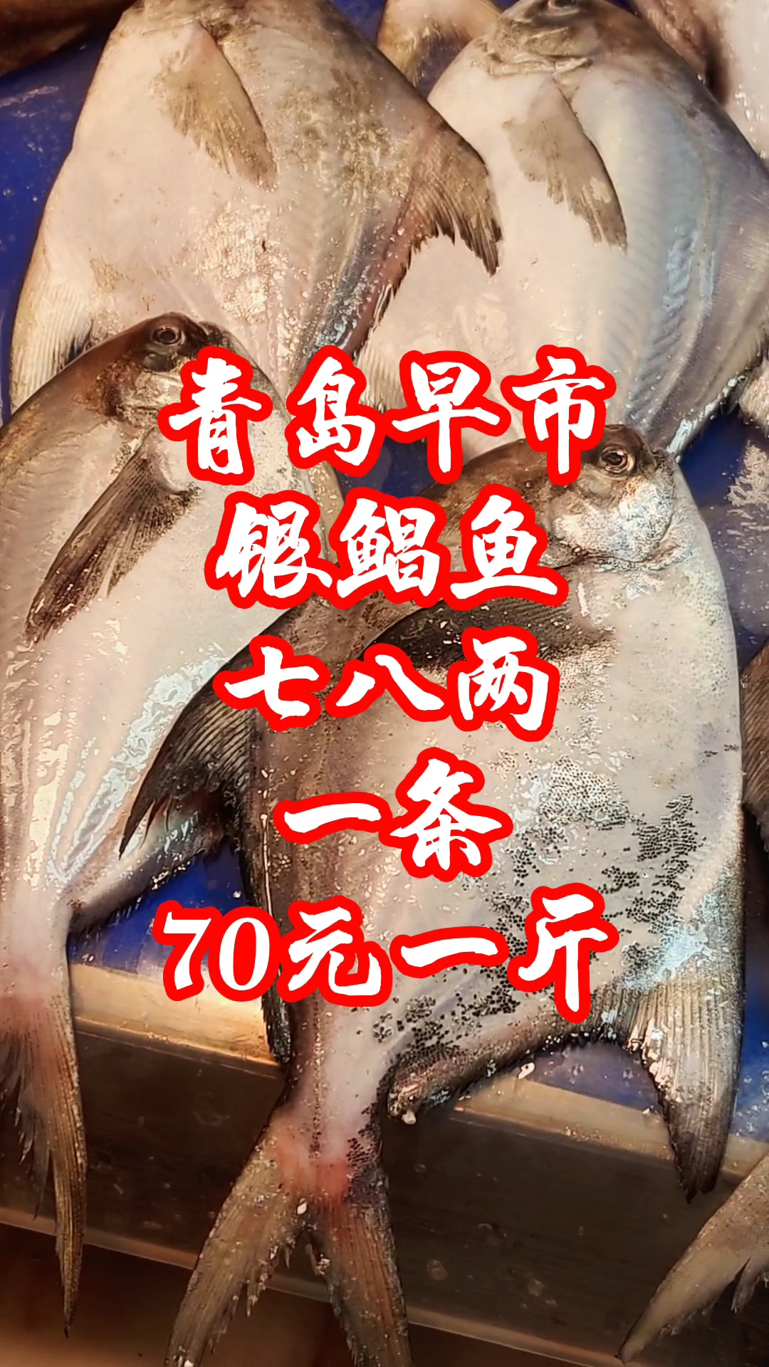 青岛早市，银鲳鱼七八两一条，70元一斤，越大价格越贵