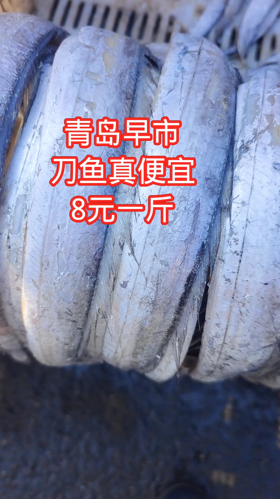 青岛早市,刀鱼真便宜,才8元一斤,看起来不错