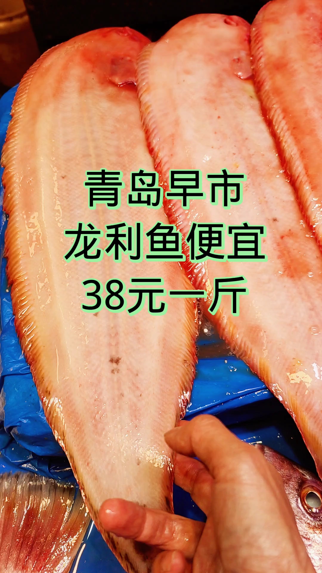 青岛早市,龙利鱼便宜,38元一斤