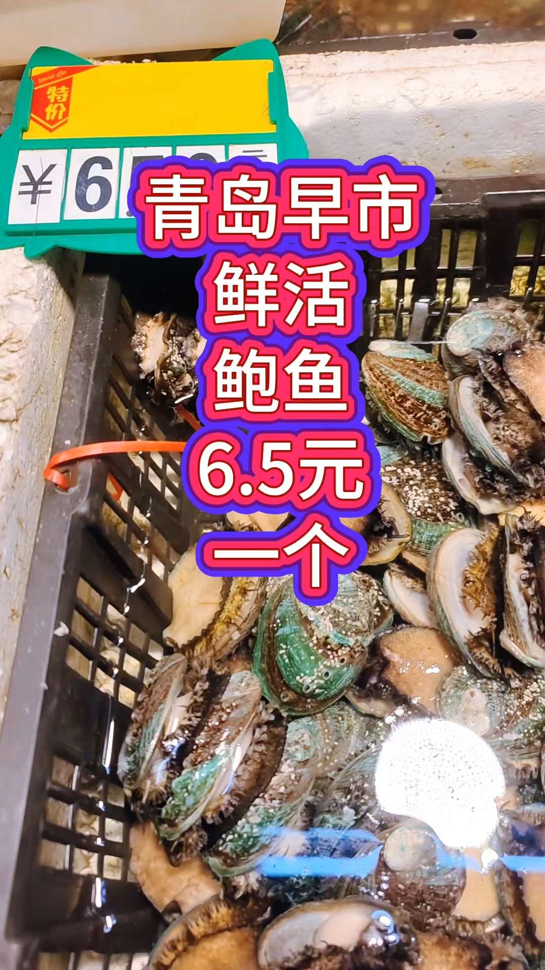 青岛早市,鲜活的鲍鱼,6.5元一个